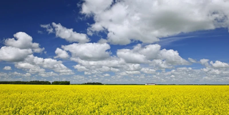 Manitoba Business Investor Stream: Farm Investor Pathway