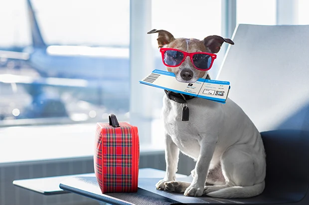 Bring your pet to Canada: Dog at the airport