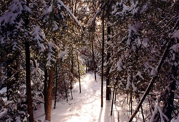 Bruce Trail in winter.