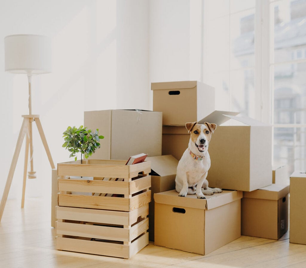 Moving boxes with a dog