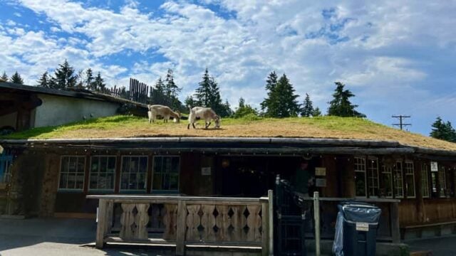 Goats hanging out on the Old Country Market rooftop in Coobs, BC