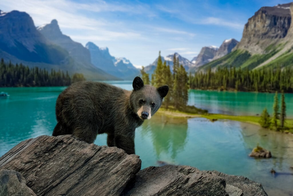 Black bear cub in front of Moraine Lake, in Alberta Canada