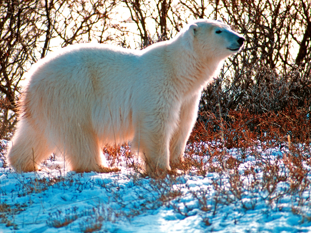 A polar bear in Churchill, Manitoba roaming the snowy tundra under a pale, wintry sky.