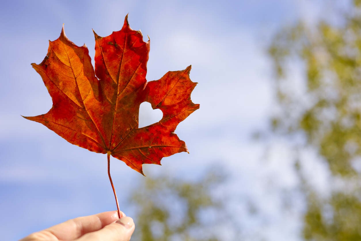Image for IRCC Drops Surprise PNP Draw on Family Day Holiday