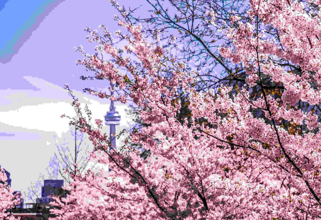 CN Tower behind cherry blossoms