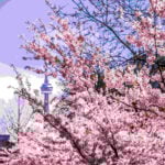 CN Tower behind cherry blossoms