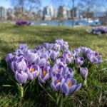 Crocuses in Vancouver