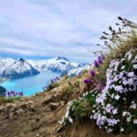 wild flowers overlooking mountain in Whistler, BC