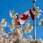 Canada flag and cherry blossoms