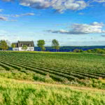 Canadian vineyard