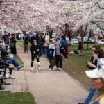 Cherry blossoms in Toronto